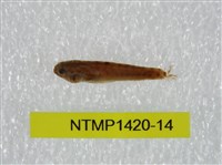 藏品(泰加拉鯔鰕虎魚)的圖片